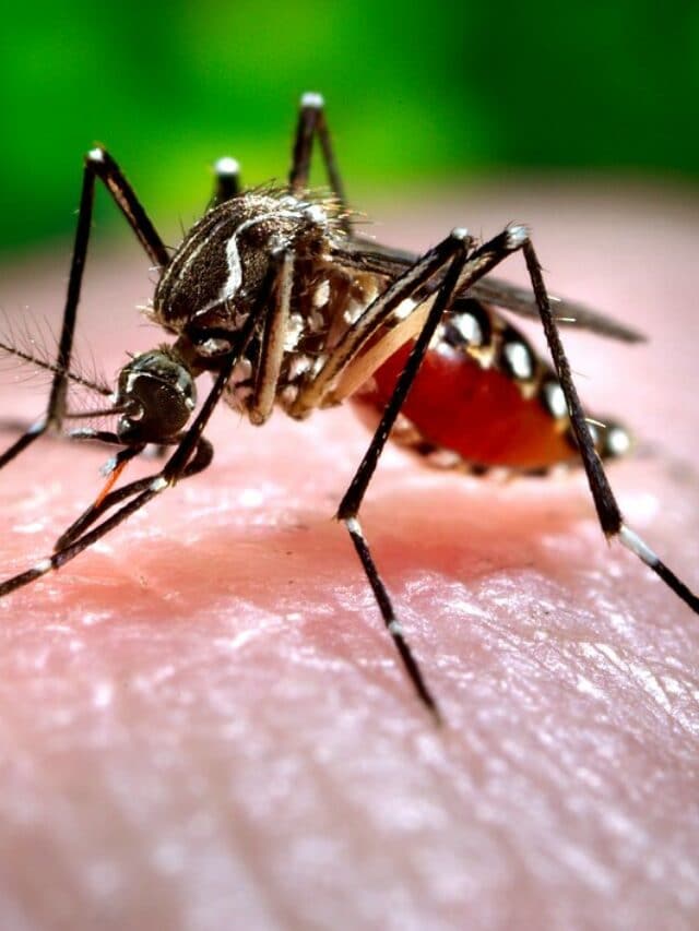 5 Foods To Eat For Fast Recovery From Dengue