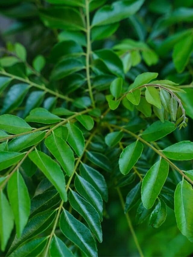 10 Tips To Grow Curry Leaves At Home