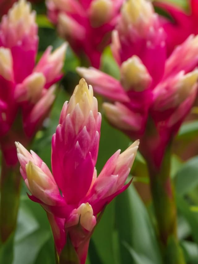 5 Rare Plants For Your Home