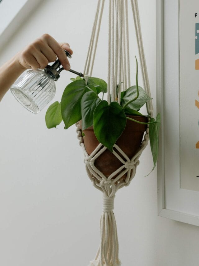 A Beginner’s Guide on How to Grow Indoor Plants