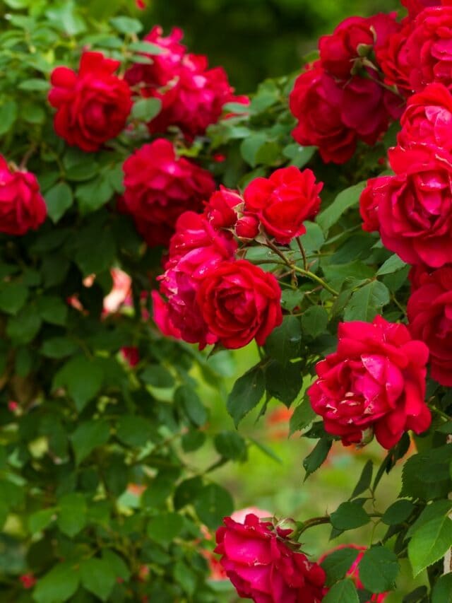 10 Tips To Grow A Rose Plant